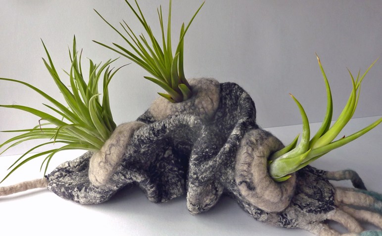 air plant2